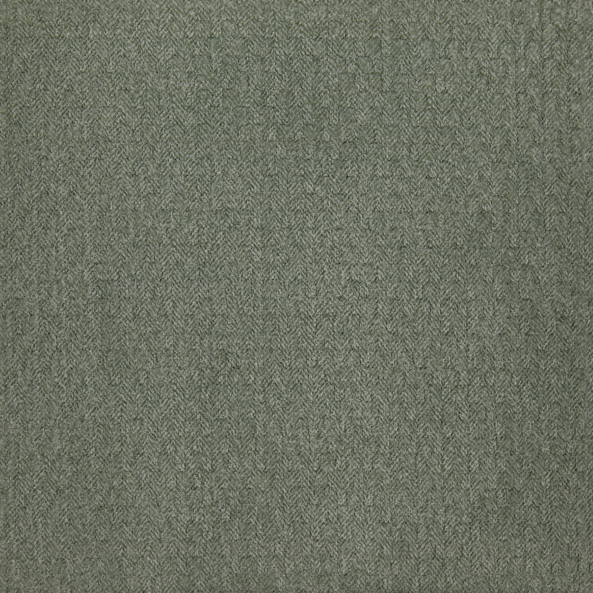 Davenport Eucalyptus